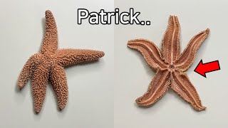 Strange Patterns Inside a Starfish   Starfish Dissection [upl. by Eiramik]