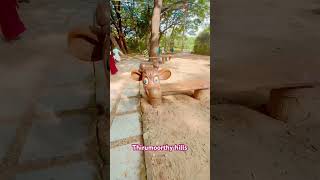 Thirumoorthy Hills amp Amaravathi Dam amp crocodile park in Udumalai  Tour idea [upl. by Varipapa]