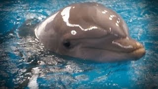 Veseli delfini iz Španije Dolphins at the Barcelona Zoo [upl. by Eniamert751]