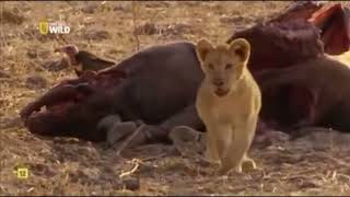 Grandes documentales Cazadores de África Desenlace de la historia del inadaptado [upl. by Annaiuq]