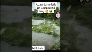 BAKULAW SA FISHPOND real milkfish nature [upl. by Burgener]