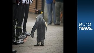 King penguin given Brigadier Sir title by Royal Norwegian Guard [upl. by Ztnaj]