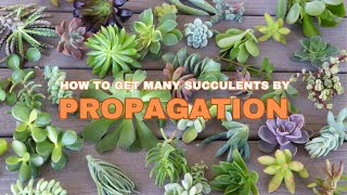 Double Your Succulent Collection in 1 Month with These PROPAGATION Secrets [upl. by Dyke]