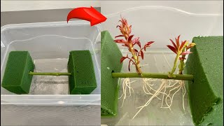 How to root rose cuttings simply with water  Rose propagation [upl. by Tonjes]