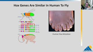 BIOL201 Ch164  Eukaryotic Transcriptional Gene Regulation [upl. by Eirameinna]