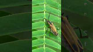 Margined Leatherwing insects bugs nature [upl. by Renruojos]