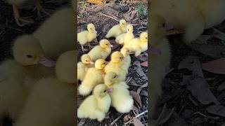 Ducklings duck cute cuteanimals hewanbebek ayamwarnawarni funnyanimals [upl. by Dlorej]