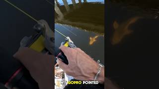 Catching Bridge Monster on Light Tackle in Micro Skiff fishing microskiff [upl. by Lucic366]