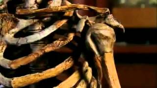 Neanderthals Human Extinction BBC Documentary [upl. by Ecirehs932]