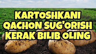 kartoshka QACHON SUGORILADI BILIP OLING agro issiqxona dehqonchilik [upl. by Eilatan]