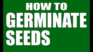 Germinating Tomato Seeds Tutorial VERY EASY [upl. by Ducan]