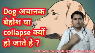 Dog अचानक बेहोश या collapse क्यों हो जाते है Sign and Symptoms of Shock in Dogs and its treatment [upl. by Lodhia844]