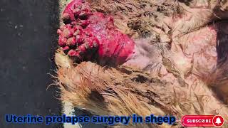 Uterine prolapse surgery in sheep sheep uterineprolapse surgeryeducation prolapse vaginitis [upl. by Anikes]