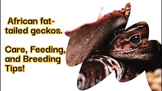 African FatTailed Geckos The Ultimate Care Guide  Setup Breeding and Feeding [upl. by Aldora]