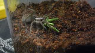 Awesome wolf spider vs katydid feeding video [upl. by Engracia]