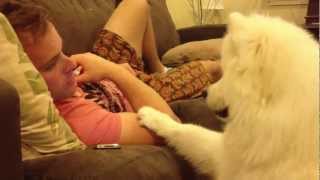 Samoyed puppy hugs 2 [upl. by Cleodal544]