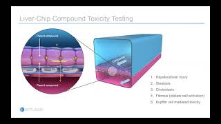 5 Species Liver Chip to assess cross species drug toxicity and human relevance [upl. by Eurydice217]