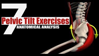 7 Pelvic Tilt Exercises  Anatomical Analysis [upl. by Ernesto]