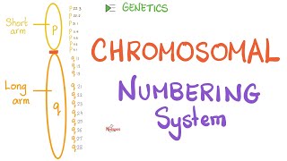 How your Chromosomes are Numbered  Genetics 🧬 [upl. by Julius]