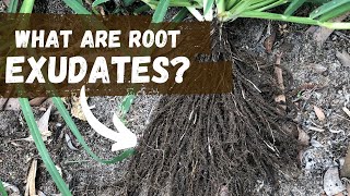 What Are Root Exudates  Regenerative Agriculture [upl. by Etiragram]