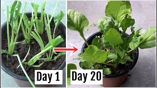 How to Grow Spinach in Pot or Container [upl. by Maddox]