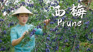 Prunes—The Most Romantic and Refreshing Purple Fruit of Autumn【滇西小哥】 [upl. by Noivad]