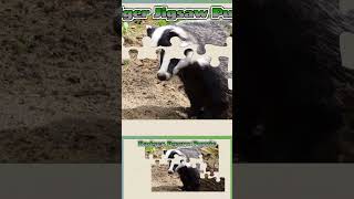 056 Badger Animal Jigsaw Puzzle [upl. by Faletti81]