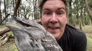 Manninghams Backyard Biodiversity Tawny frogmouth [upl. by Yssirhc]