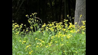 Concerto for flute ‪quotIl Gardellinoquot‬  ‪Cantabile ‬Vivaldi flute  Kirio Matsuda [upl. by Tletski]