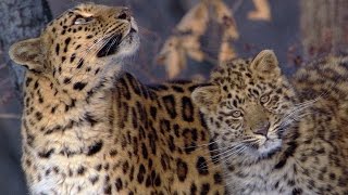 The Amur Leopard  Planet Earth  BBC Earth [upl. by Brawner]