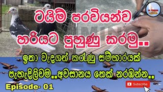 ටයිම් පරවියන්ව හරි විදිහට පුහුණු කරමු Episode  01  How To Train Timer Pigeons [upl. by Bekah660]