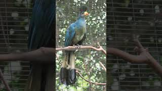 🐦☆²² Great Blue Turaco Corythaeola cristata in Turaco Family Musophagidae [upl. by Kati]