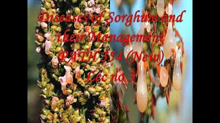 Diseases of Sorghum and their Management PATH 354 New Lec no 3 [upl. by Enerahs485]