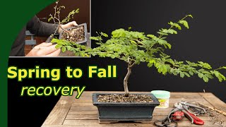 Growing Healthy Tropical Bonsai [upl. by Sandra]