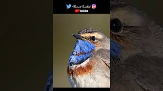 Tablo gibi  Mavigerdan  Bluethroat [upl. by Atteugram]