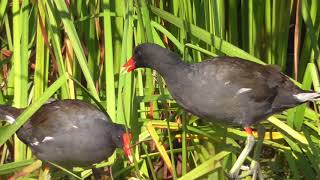 Common GallinuleMoorhen [upl. by Janus]