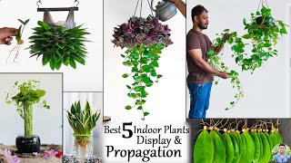 5 Best Living room Makeover with Indoor Plants  Indoor House Plants Display IdeasGREEN PLANTS [upl. by Nilesoj912]