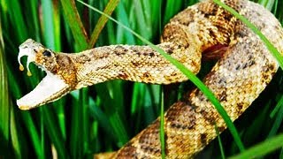 RATTLESNAKE ATTACKS [upl. by Eneluj]