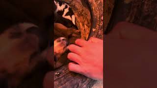 dog gecko doggecko cleargecko BeBe video videoviral viral viralvideo reelsfbviral reels [upl. by Itaws]