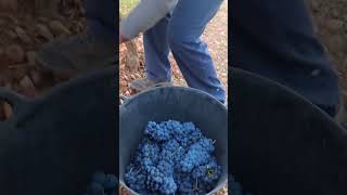 Harvest moments from last season 🥰🍇nachoviticultura [upl. by Darleen893]