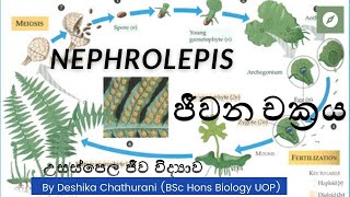 Life Cycle of Nephrolepis  Nephrolepis ජීවන චක්‍රය  AL biology lessons in sinhala [upl. by Ashling]