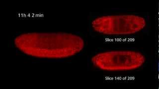 ZEISS Lightsheet Z1  Drosophila timelapse [upl. by Ettenay]