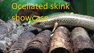 Ocellated skink showcase [upl. by Wagner441]