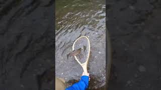 First Stocked Rainbow of the Spring  Preseason Trout Fishing at Ken Lockwood Gorge rainbowtrout [upl. by Amberly906]