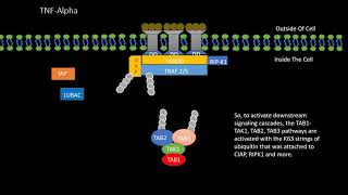 TNFAlpha Pathway Animation [upl. by Hayyim]