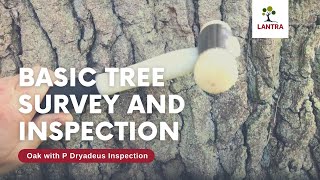 Basic Tree Survey and Inspection  8 Oak with P Dryadeus Inspection with Use of Hammer [upl. by Katti]