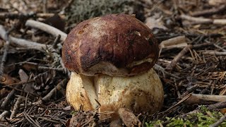 Boleto pinícola  Boletus pinophilus [upl. by Asial80]