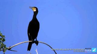 Momenti Casalbeltrame Cormorano [upl. by Nnanerak]