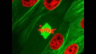 Cell Mitosis through a microscope [upl. by Hoover439]