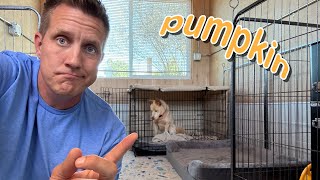 Will he come out of his crate 😳 Pumpkin Pupdate LIVE 🔴 [upl. by Milton]